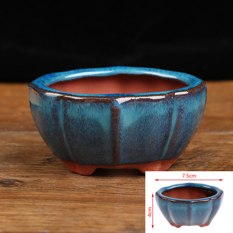 Echeveria Succulent - 1 pz Bonsai Mini Vaso di