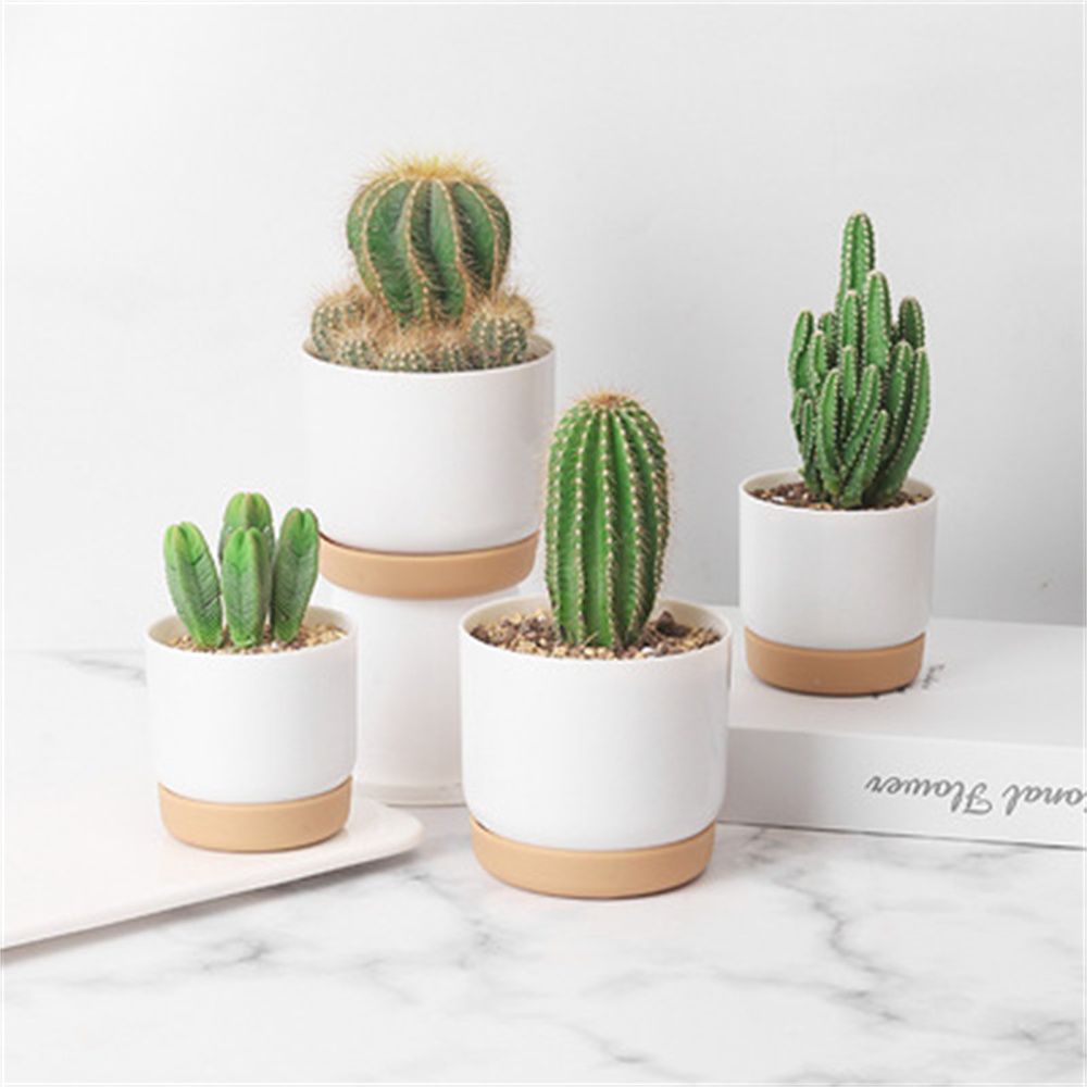 Echeveria Succulent - Vaso per Piante Grasse Rotondo con