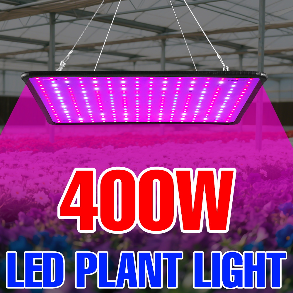 Echeveria Succulent - 400W LED Coltiva La Luce Spettro
