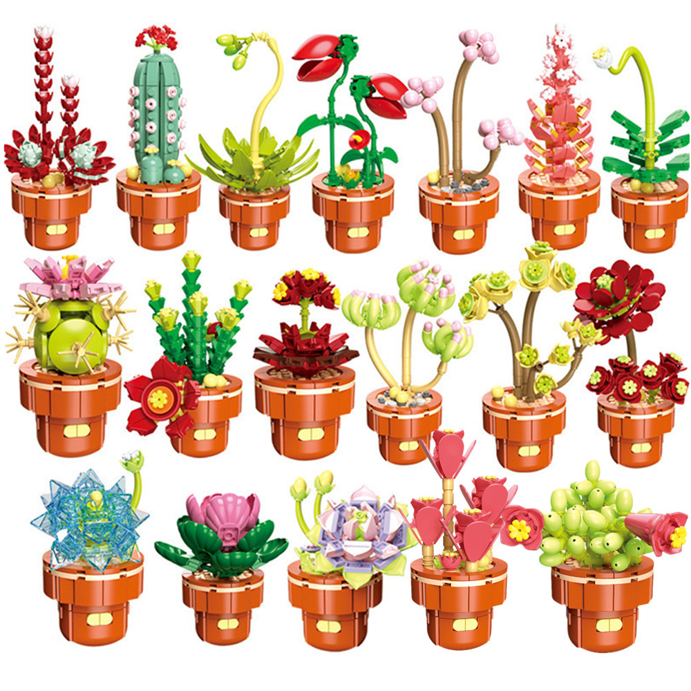 Echeveria Succulent - 2024 Città Creatività Succulente Pianta in