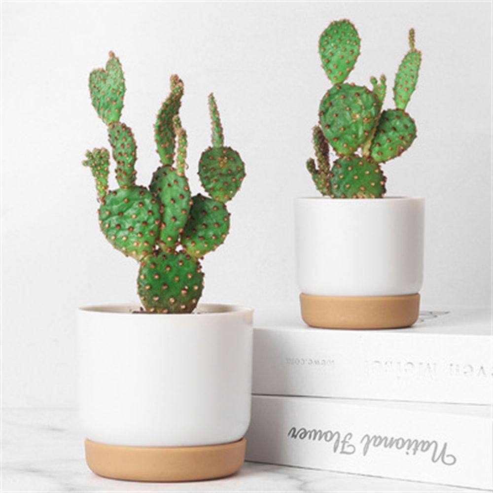 Vaso per Piante Grasse Rotondo - Echeveria Succulent recensione e prezzo