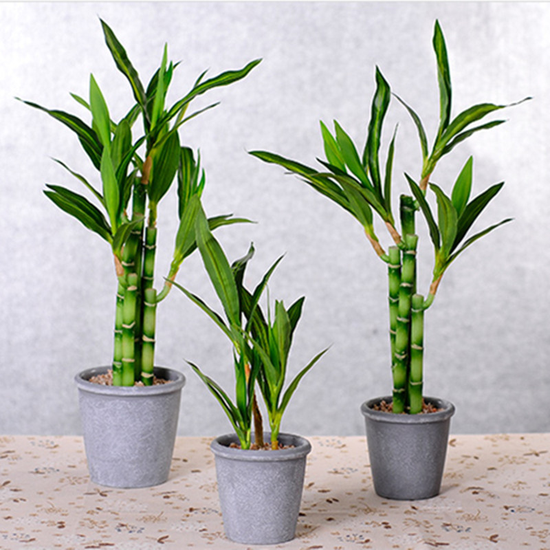 Nuova Pianta Artificiale di Ba - Echeveria Succulent recensione e prezzo