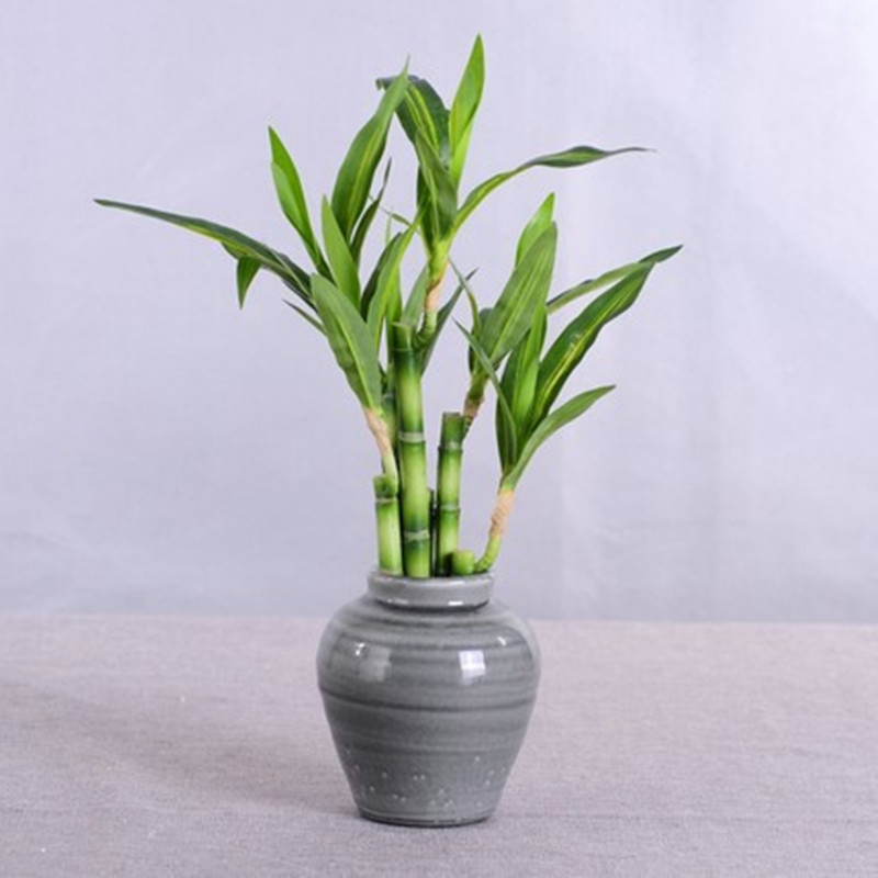Nuova Pianta Artificiale di Ba - Echeveria Succulent recensione e prezzo