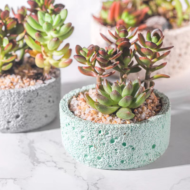 Vaso da fiori in cemento nordi - Echeveria Succulent recensione e prezzo