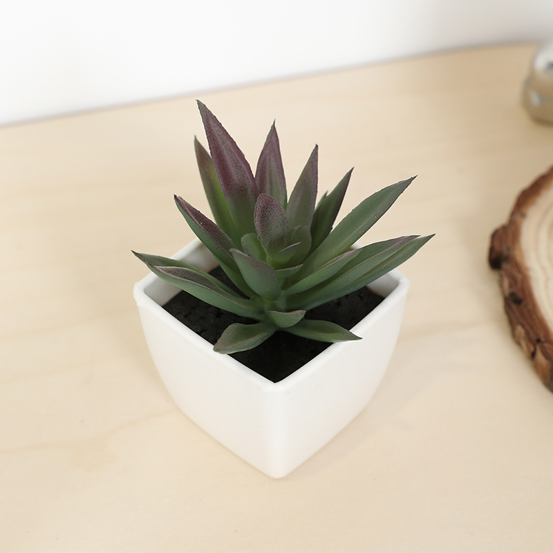 Mini tazza di fata artificiale - Echeveria Succulent recensione e prezzo