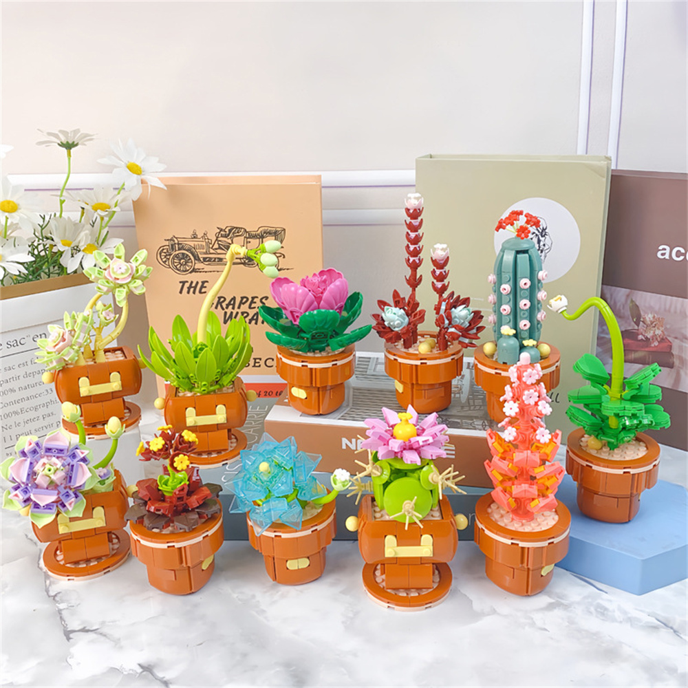 2024 Città Creatività Succulen - Echeveria Succulent recensione e prezzo