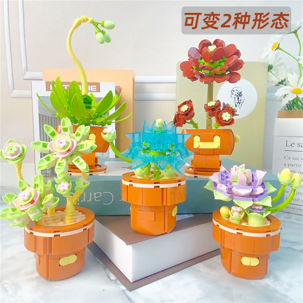 2024 Città Creatività Succulen - Echeveria Succulent recensione e prezzo
