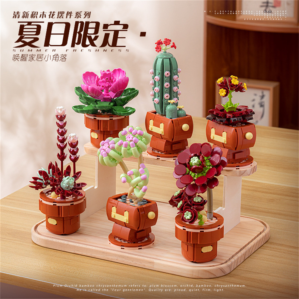 2024 Città Creatività Succulen - Echeveria Succulent recensione e prezzo